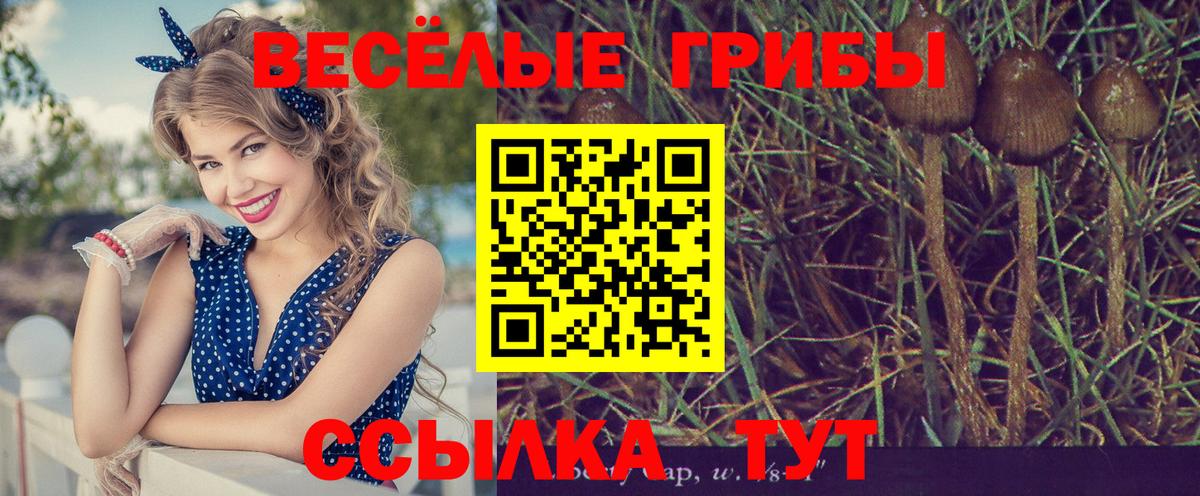 Псилоцибиновые грибы Cubensis  Вход с VPN  Кинель 